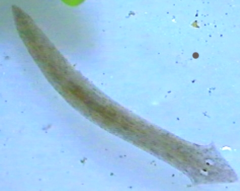 Platworm