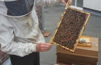 Bijen