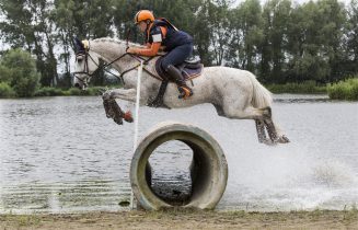 paard