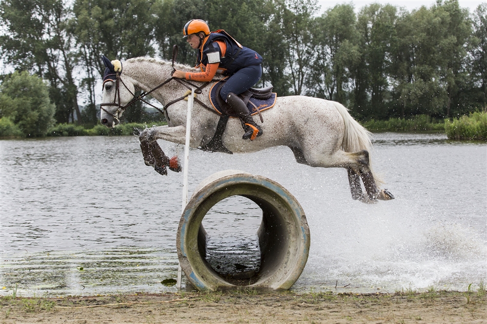 paard