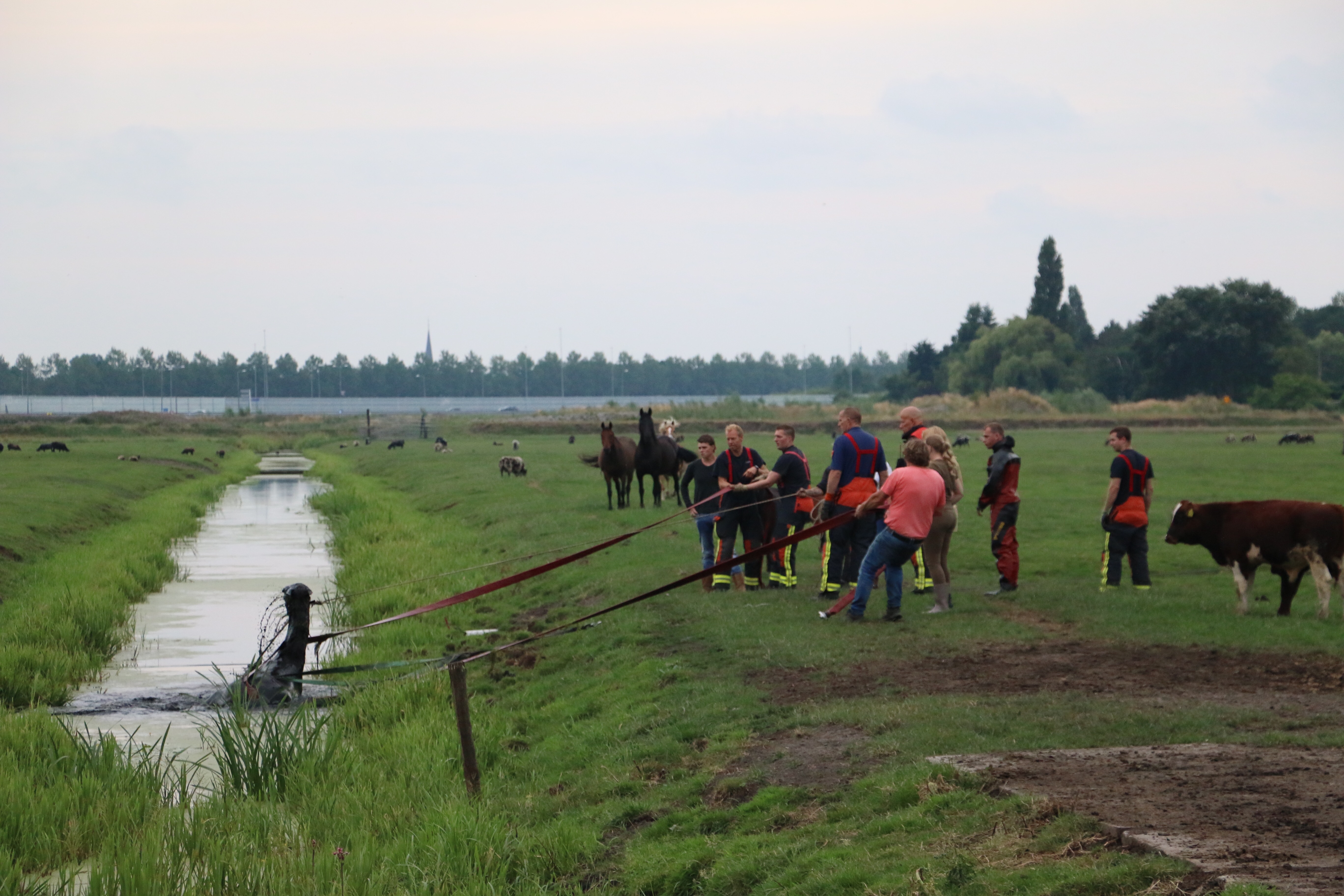 Paard te water geraakt, Vlietweg in Leiden