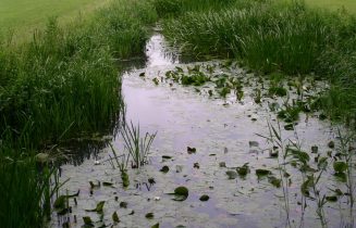 Sloot_in_Middenduin
