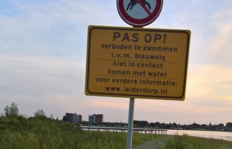 blauwalg