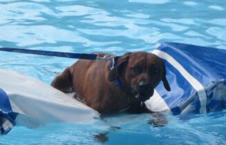 hond zwemmen