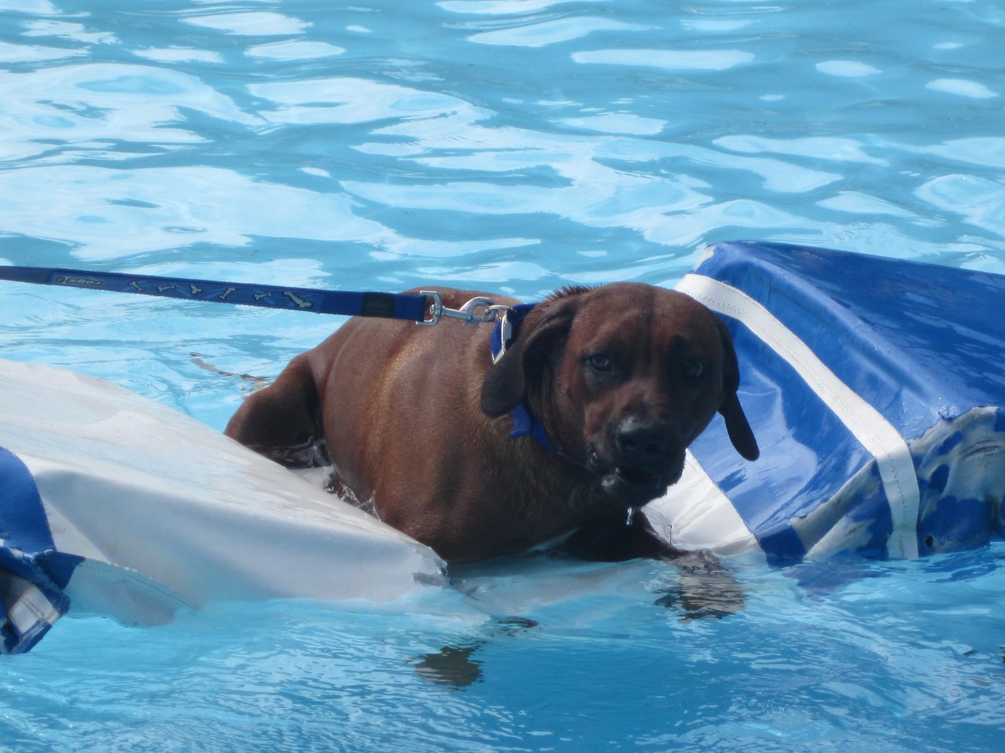hond zwemmen