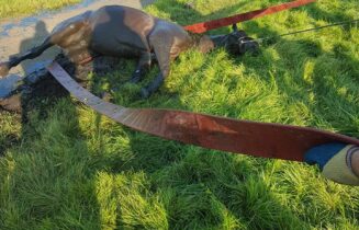 paard1