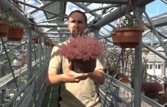 planten