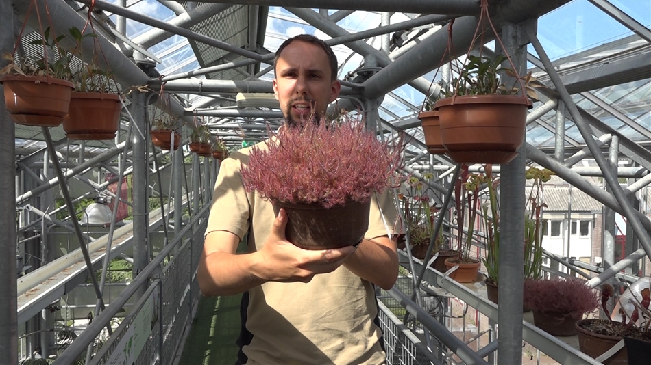 planten