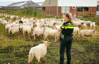 schaap