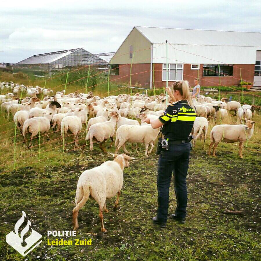 schaap