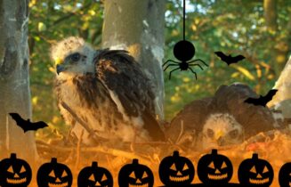 Halloween op Duivenvoorde - zonder tekst