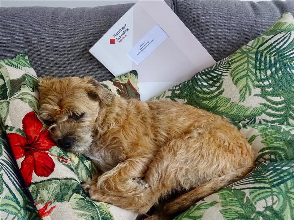 hond platform hondenvriendelijk