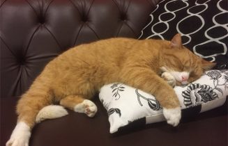 kat vermist Leythenrode