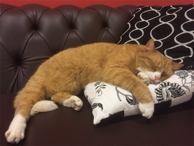 kat vermist Leythenrode
