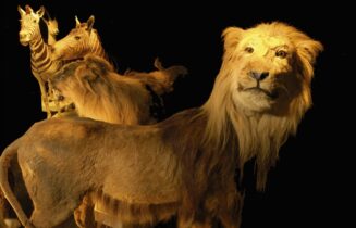 dieren