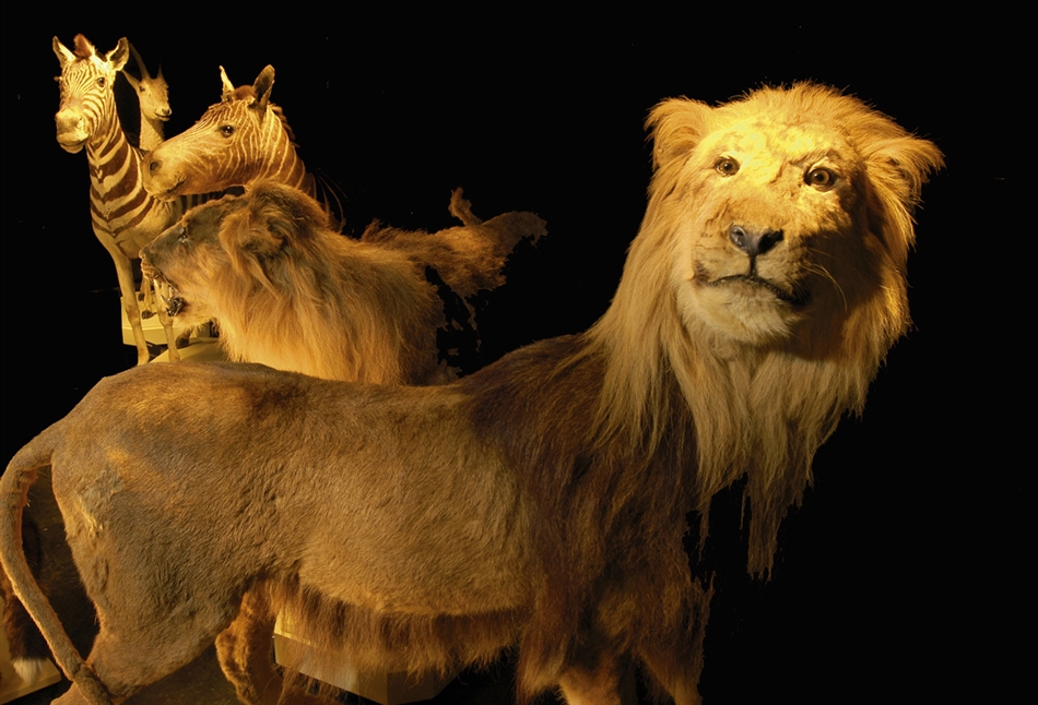 dieren