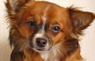 hond