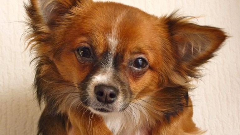 hond