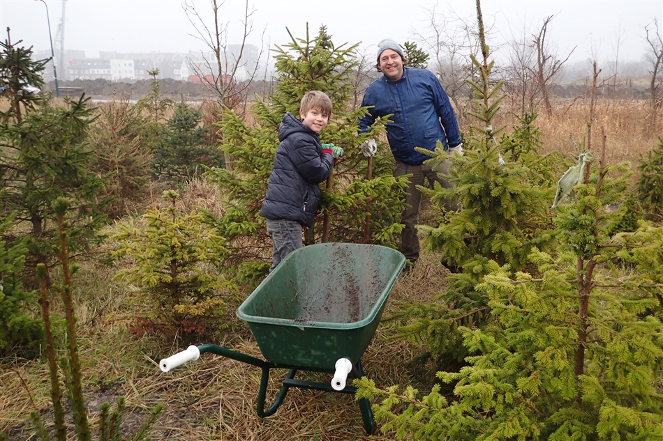 kerstboom