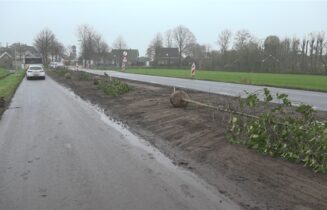 nieuwe boom