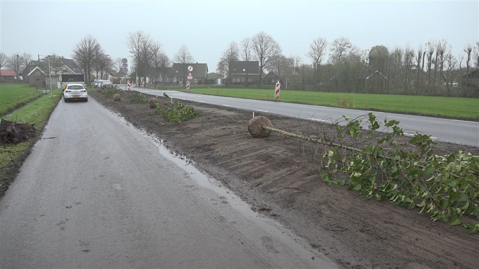 nieuwe boom