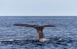 walvis