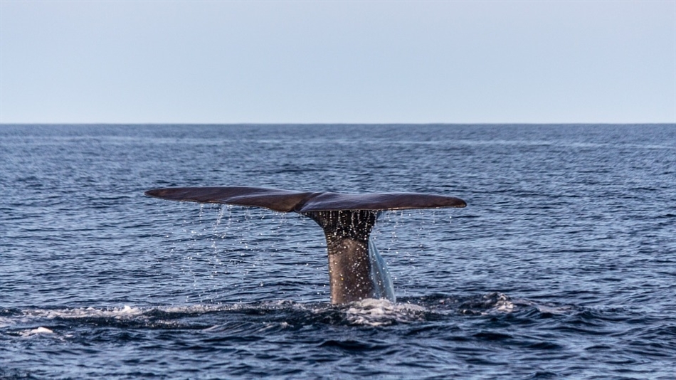 walvis