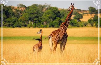giraffe