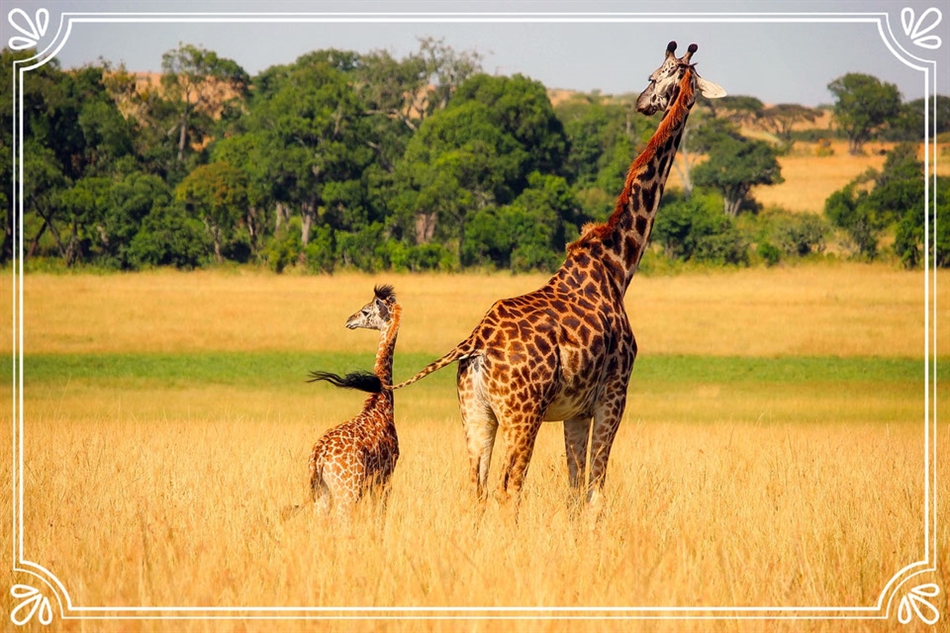 giraffe