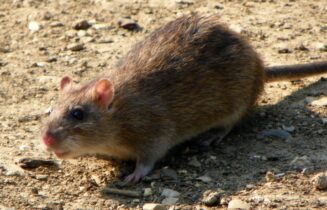 rat