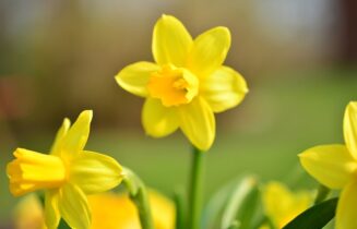 Narcissen