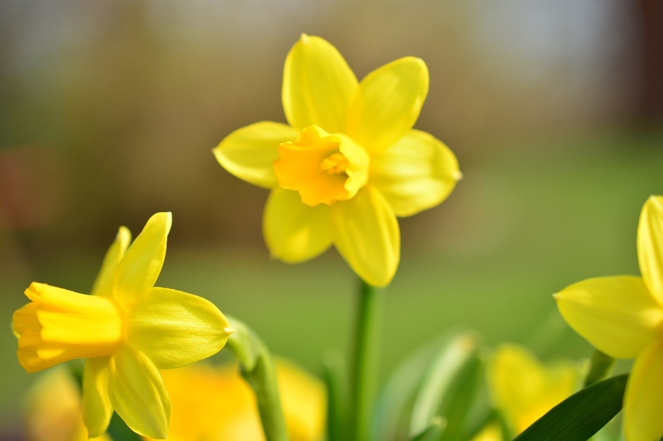 Narcissen