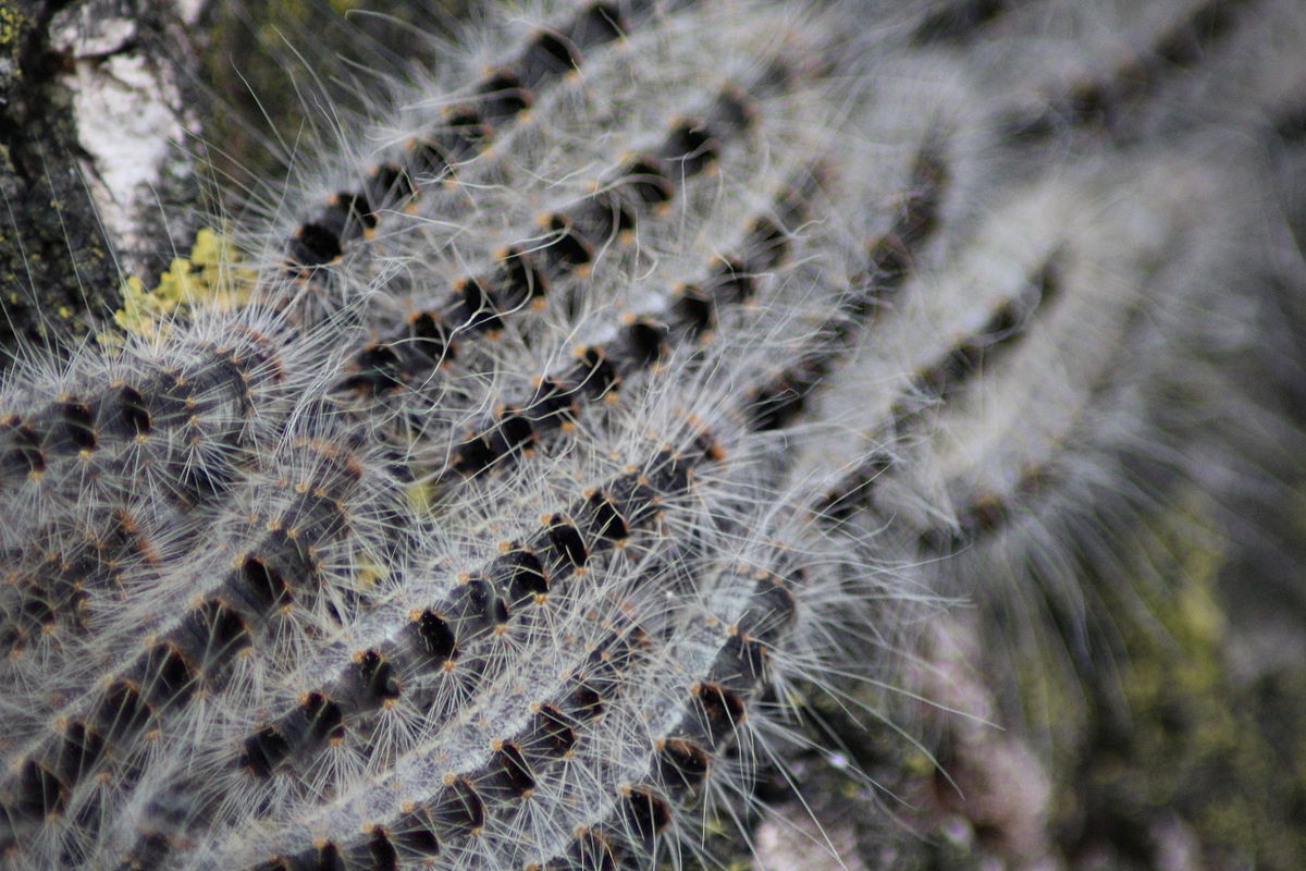 1200px-Thaumetopoea_processionea,_closeup
