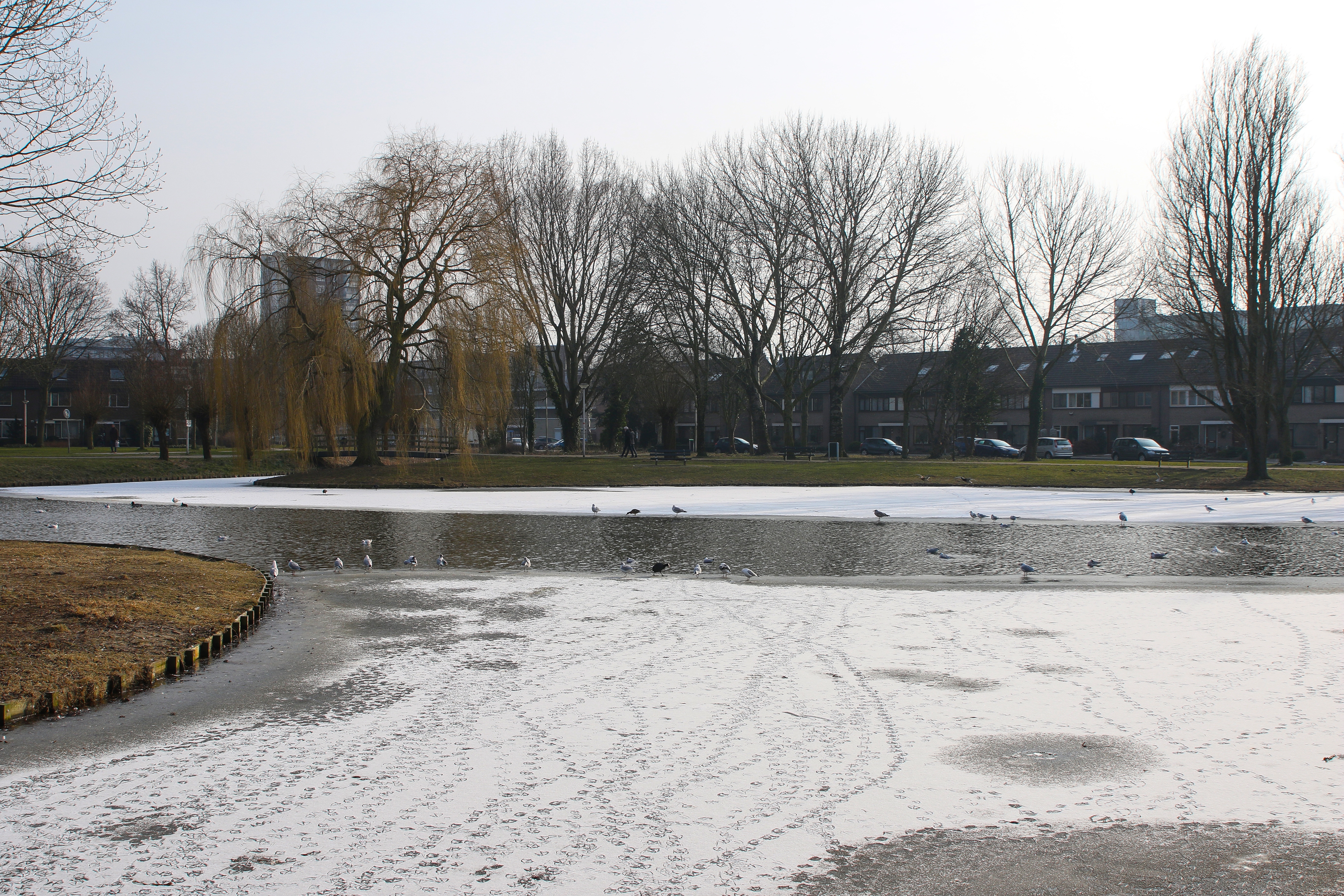 Schaatspret op de Buitenhofvijver, Buitenhoflaan in Leiderdorp