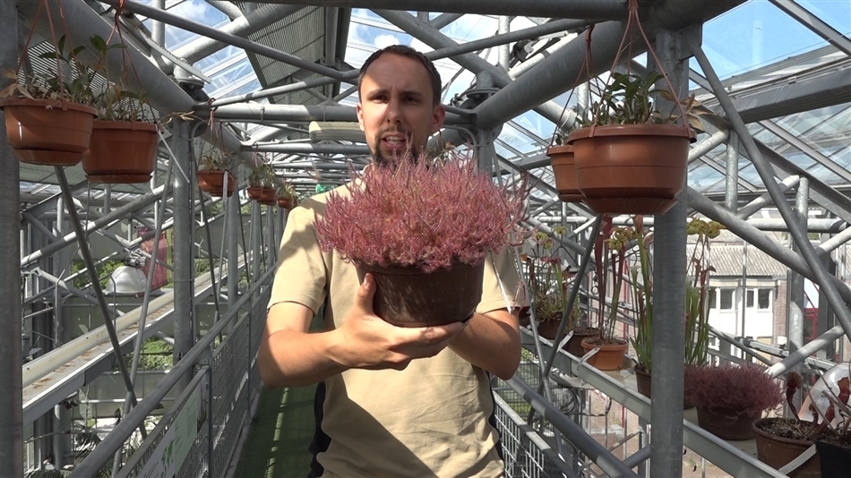planten markt hortus