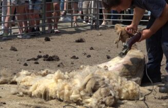 schaap1