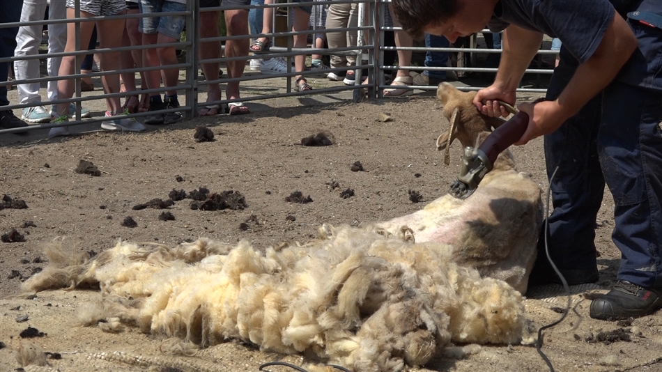 schaap1