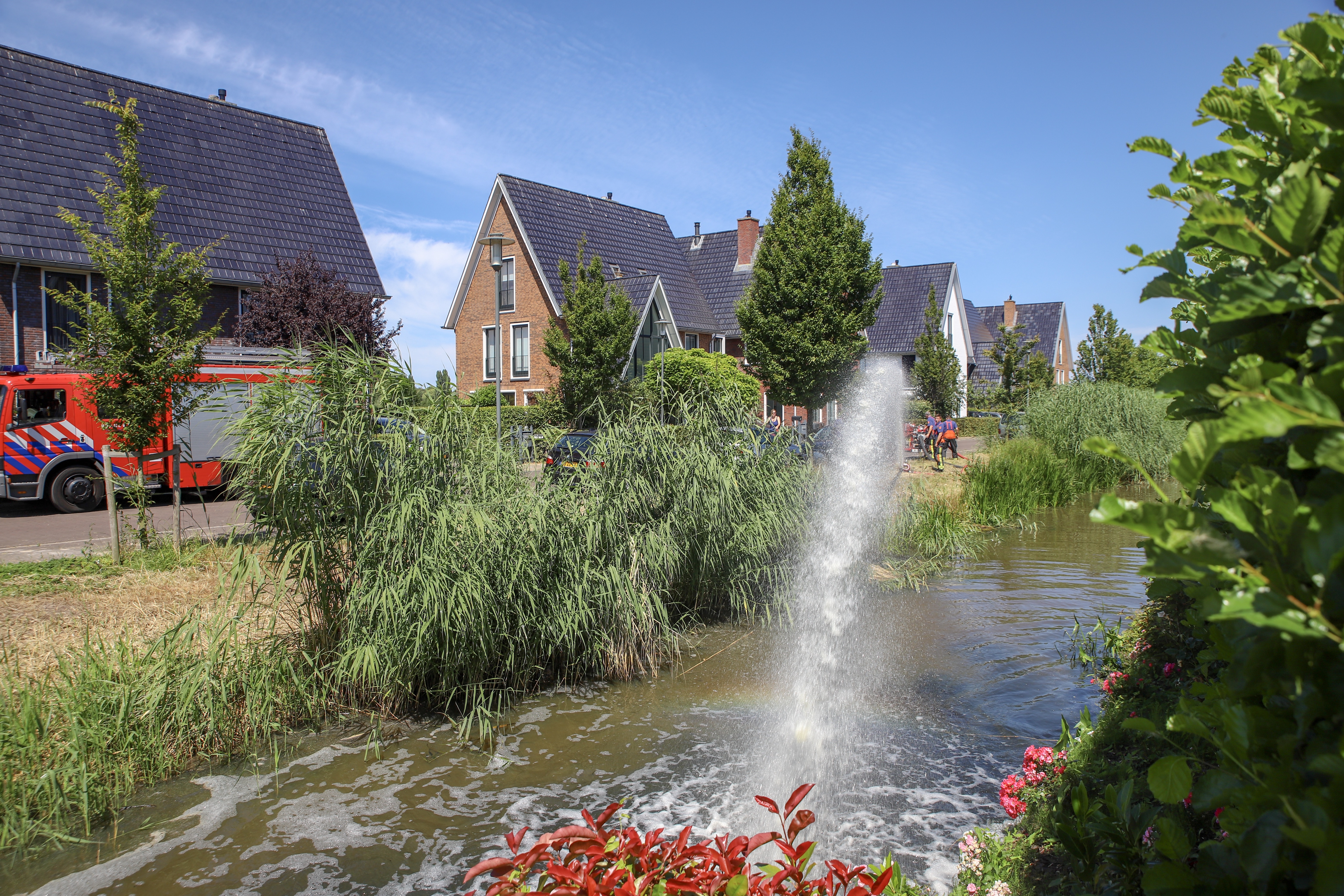 26 dode watervogels door verontreinigd slootwater, buurtbewoners zijn boos, Martinus Houttuynhof in Oegstgeest