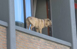 Brandweer haalt hond van metershoge rand van gebouw af, Verbeekstraat in Leiden