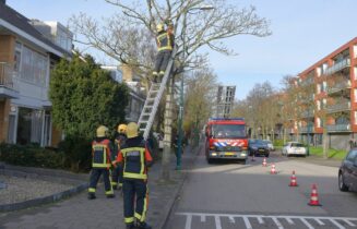 Gevaarlijk losliggende tak uit boom verwijderd, Irislaan in Oegstgeest