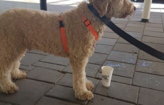 hond op reis