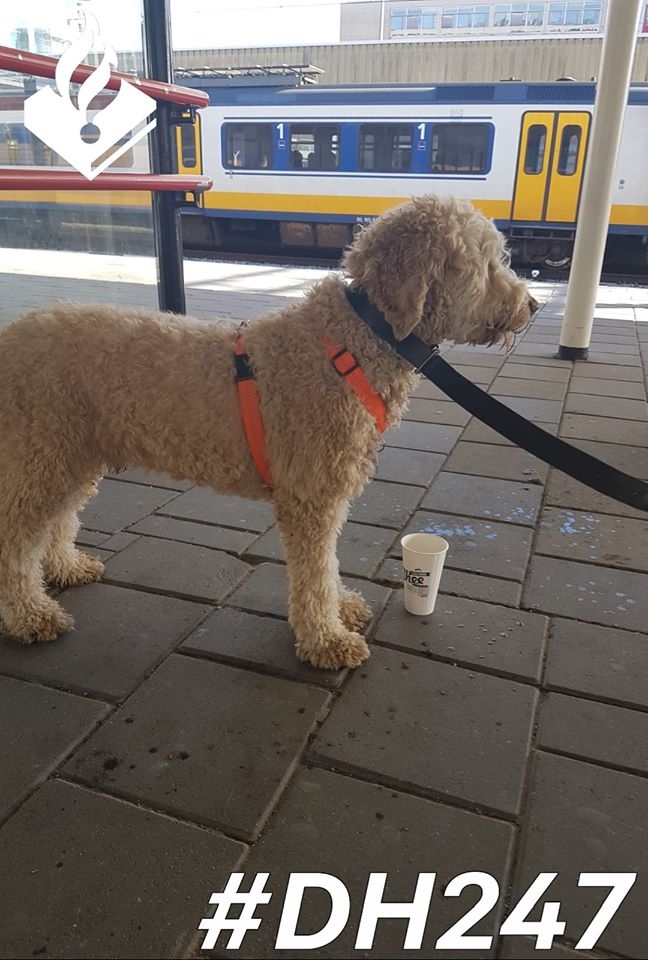hond op reis