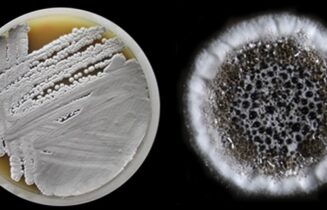 Antibioticum