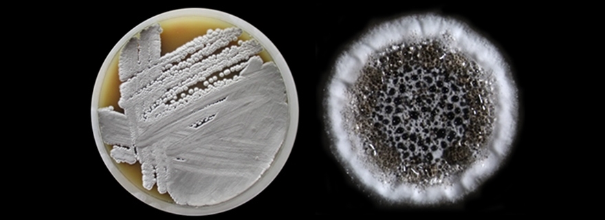 Antibioticum