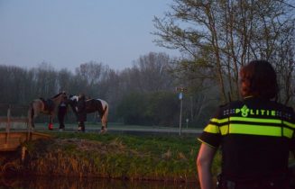 Persoon gewond na val van paard, Hofvlietweg in Leiden