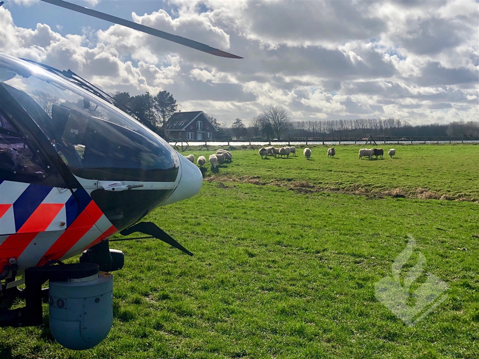 Poli Heli