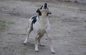 hond