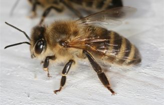 BIJ