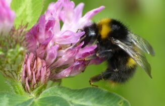 Bombus_pratorum_F_20150603_Zoetermeer_Broekwegkade