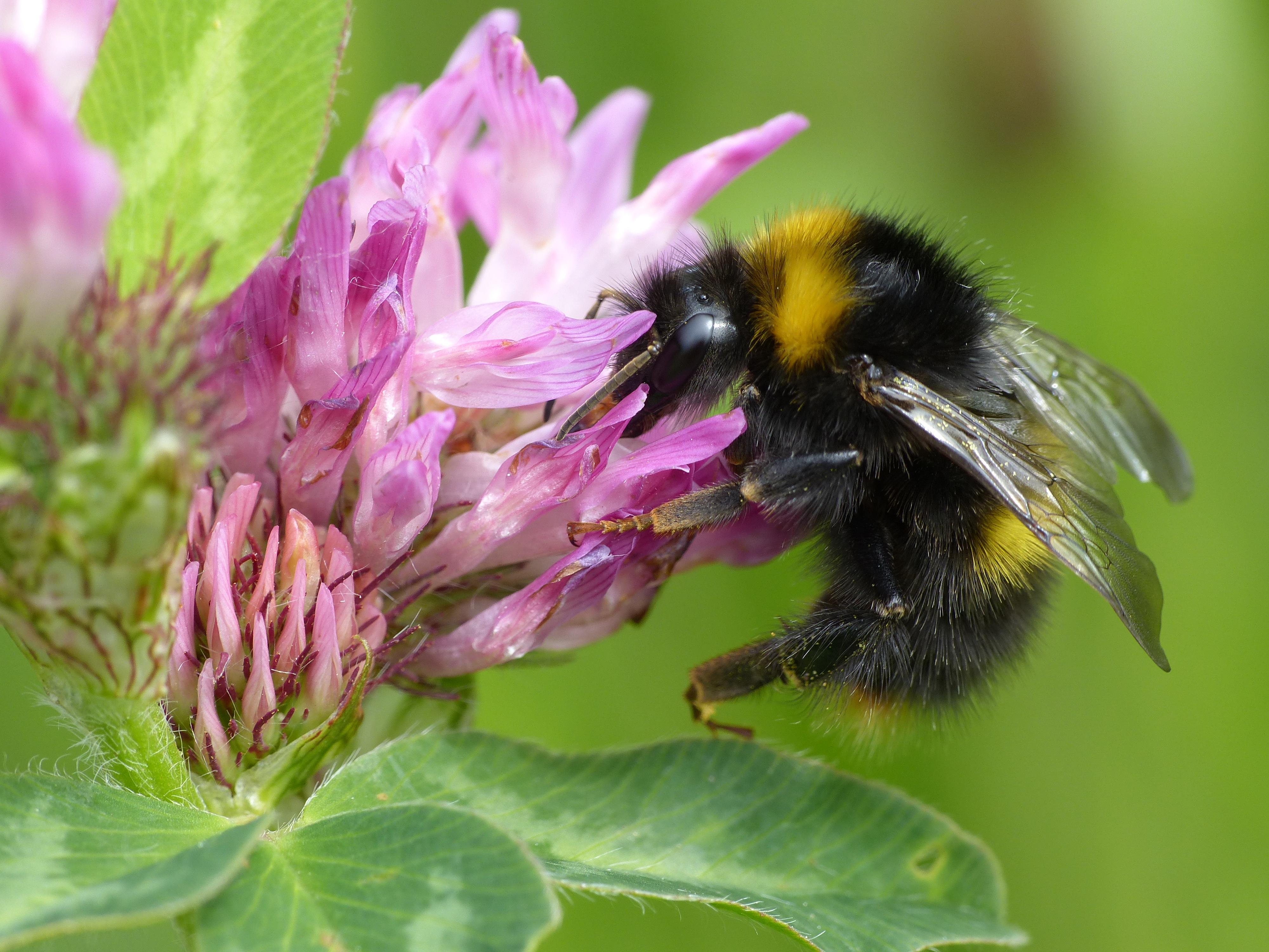 Bombus_pratorum_F_20150603_Zoetermeer_Broekwegkade
